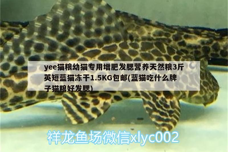 yee貓糧幼貓專用增肥發腮營養天然糧3斤英短藍貓凍干1.5KG包郵(藍貓吃什么牌子貓糧好發腮)