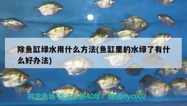 紅龍魚品質好壞怎么看出來的（ 紅龍魚鑒別）