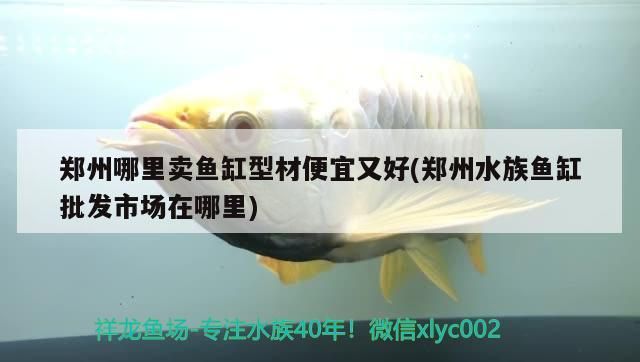 鄭州哪里賣魚缸型材便宜又好(鄭州水族魚缸批發市場在哪里)