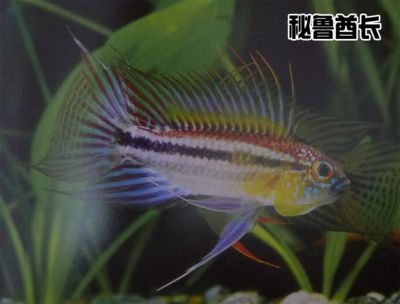 龍魚(yú)食欲不振的原因：龍魚(yú)食，水中瑰寶的膳食密碼