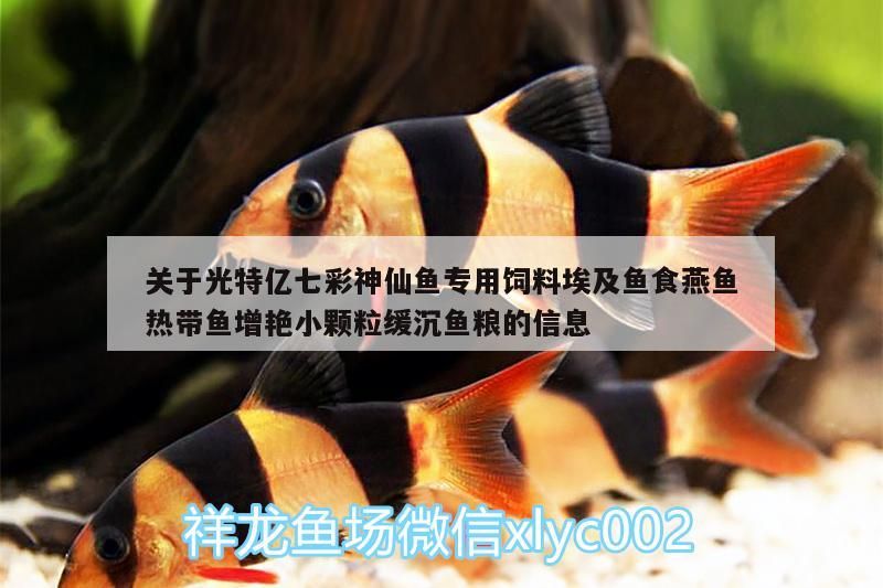 關于光特億七彩神仙魚專用飼料埃及魚食燕魚熱帶魚增艷小顆粒緩沉魚糧的信息