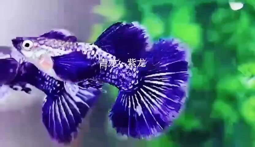紫龍孔雀魚#孔雀魚#高端孔雀魚#稀有孔雀魚