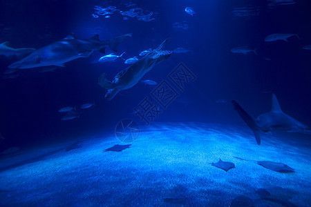 水族館魚類圖片：關(guān)于水族館魚類圖片的網(wǎng)站