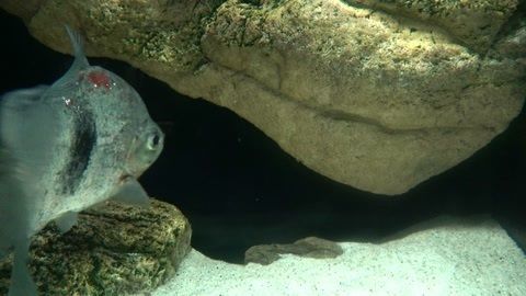 水族館魚類圖片：關于水族館魚類圖片的網站 水族館魚類圖片：關于水族館魚類圖片的網站 水族館百科（水族館加盟） 第4張