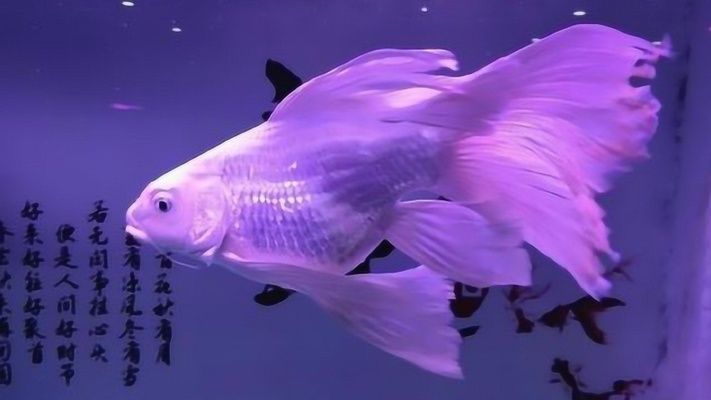 25萬一條的蝴蝶鯉（25萬一條的蝴蝶鯉養(yǎng)殖技術(shù)）