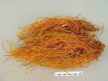 金龍魚最怕什么藥：金龍魚最怕什么藥物