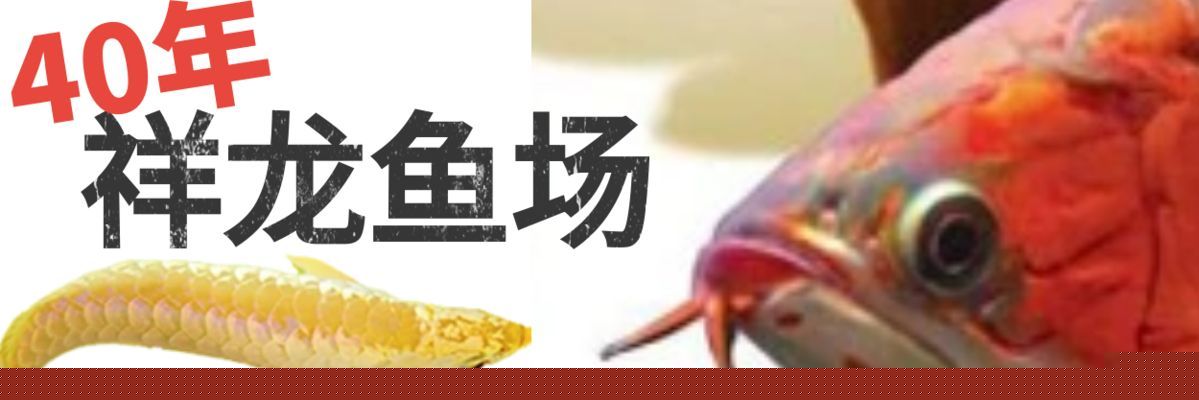 龍魚tds水質(zhì)檢測(cè)多少為正常vs祥龍魚場(chǎng)：龍魚tds值在200至300之間被認(rèn)為是正常的