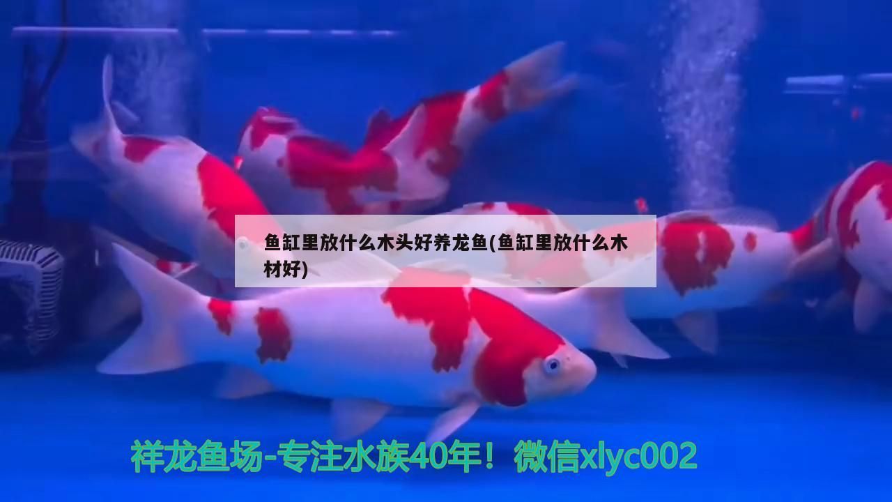 魚缸里放什么木頭好養(yǎng)龍魚(魚缸里放什么木材好)