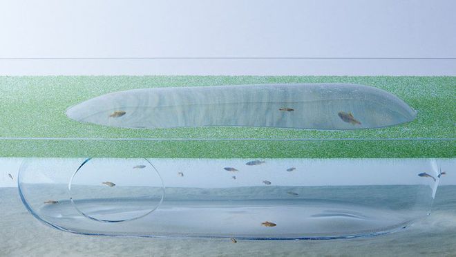 水族館魚缸設計（水族館魚缸的設計） 水族館魚缸設計（水族館魚缸的設計） 水族館百科（水族館加盟） 第4張