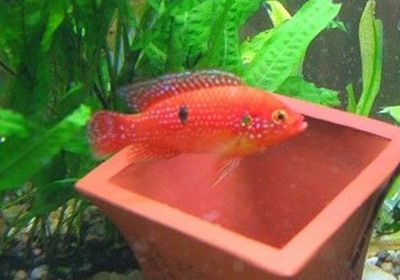 龍魚什么時(shí)候長得快一點(diǎn)：探秘龍魚生長，解鎖其快速生長期密碼