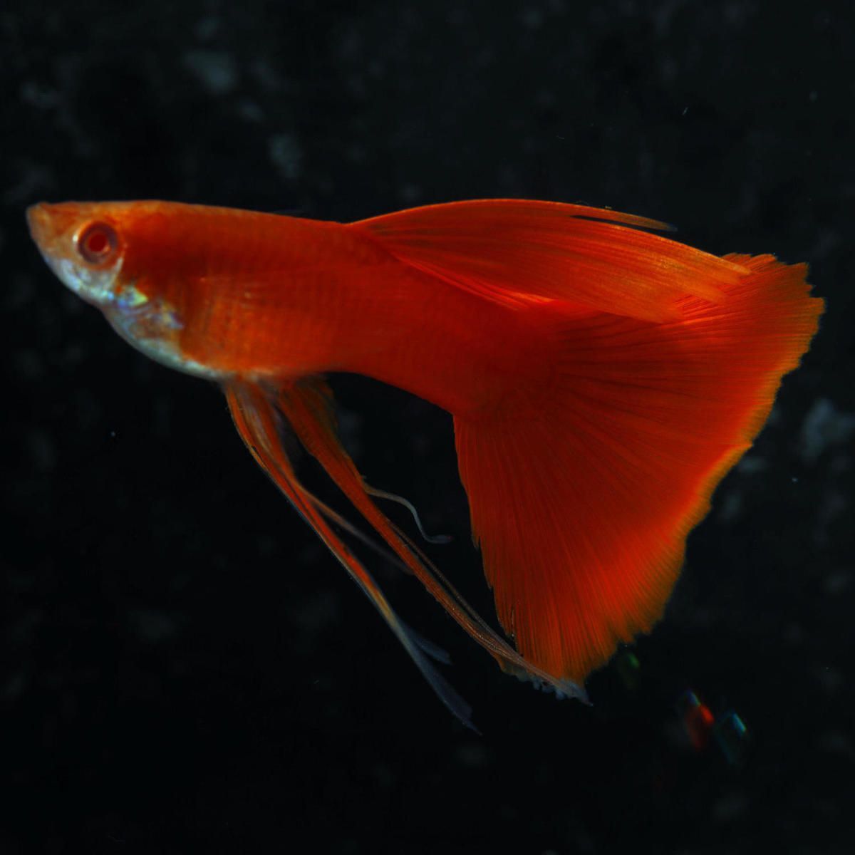 觀賞魚小紅魚是什么品種（yama紅帝品種的歷史yama紅帝品種的歷史yama紅帝）