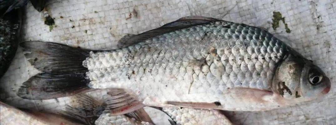 龍魚身體彎曲頭下沉怎么辦啊：龍魚身體彎曲頭下沉？別慌，拯救攻略在此！