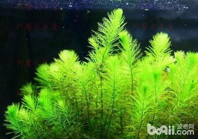 龍魚身體各部位名稱圖解：探秘龍魚，身體各部位名稱全解析