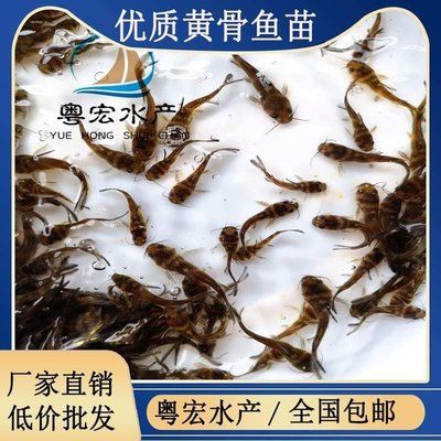 龍魚身體各部位名稱圖解：探秘龍魚，身體各部位名稱全解析