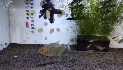 6公分虎魚(yú)飼養(yǎng)技巧：6公分虎魚(yú)的飼養(yǎng)技巧 6公分虎魚(yú)飼養(yǎng)技巧：6公分虎魚(yú)的飼養(yǎng)技巧 虎魚(yú)百科 第1張