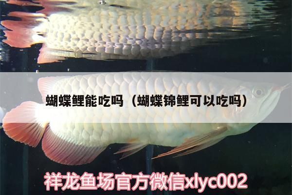 普通蝴蝶鯉最忌三種東西（普通蝴蝶鯉飼養中最需避開的三大核心禁忌，蝴蝶鯉適宜水溫范圍）