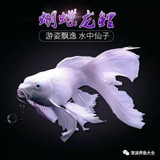 普通蝴蝶鯉最忌三種東西（普通蝴蝶鯉飼養(yǎng)中最需避開的三大核心禁忌，蝴蝶鯉適宜水溫范圍）