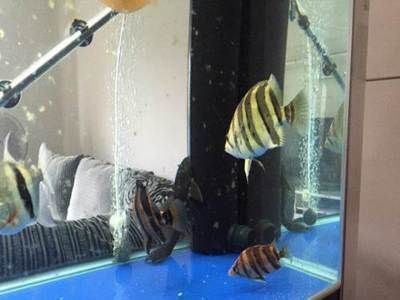龍魚被欺負(fù)vs祥龍魚場(chǎng)：“龍魚被欺負(fù)vs祥龍魚場(chǎng)”的直接答案是虎魚欺負(fù)龍魚的相關(guān)內(nèi)容
