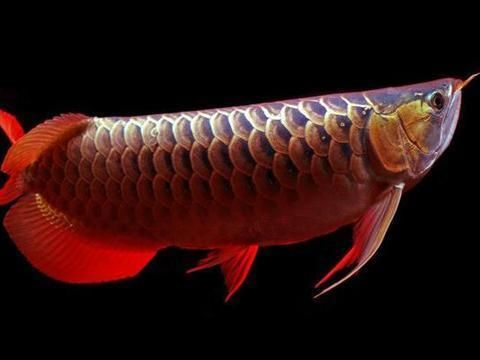 龍魚被欺負(fù)vs祥龍魚場(chǎng)：“龍魚被欺負(fù)vs祥龍魚場(chǎng)”的直接答案是虎魚欺負(fù)龍魚的相關(guān)內(nèi)容