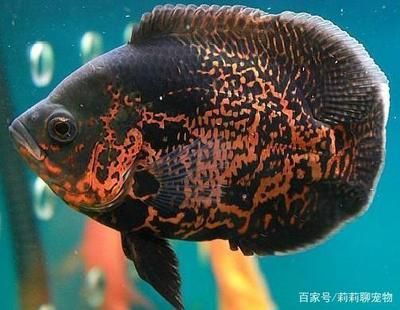 龍魚身上粘液沒了怎么辦啊：龍魚身上粘液沒了怎么辦？龍魚粘液缺失的成因與解決之道