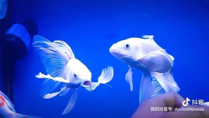 普身蝴蝶鯉怎么看品相（普身蝴蝶鯉的品相評(píng)估）