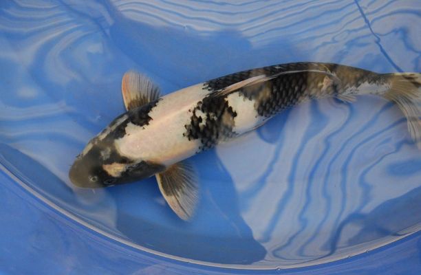 龍魚身上有白色絮狀物怎么辦啊圖片：龍魚身上有白色絮狀物？別慌，這樣應(yīng)對！ 龍魚身上有白色絮狀物怎么辦啊圖片：龍魚身上有白色絮狀物？別慌，這樣應(yīng)對！ 龍魚百科 第3張