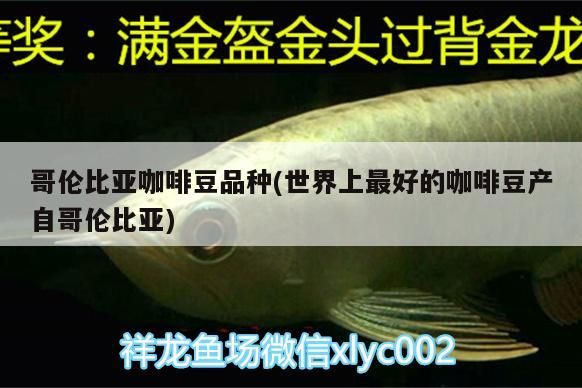 哥倫比亞咖啡豆品種(世界上最好的咖啡豆產自哥倫比亞)