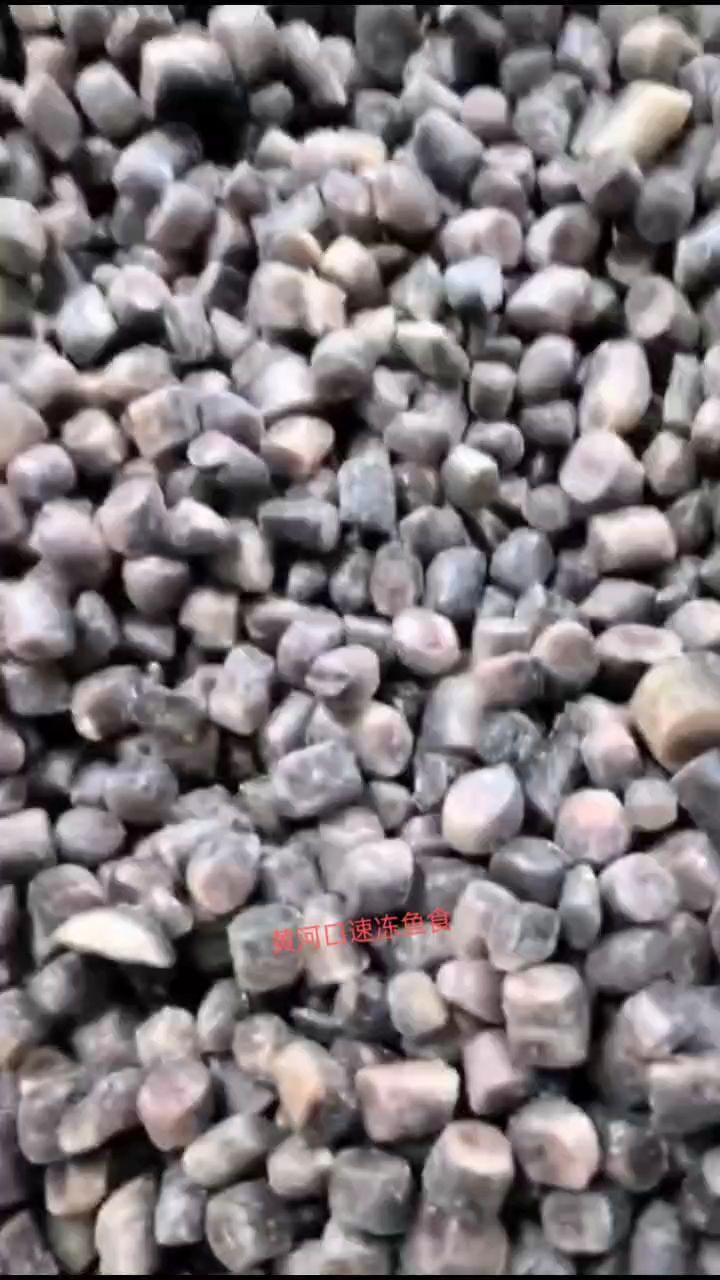 去頭去尾泥鰍粒 去頭去尾泥鰍粒 龍魚論壇