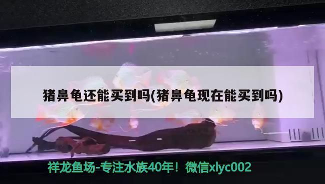 豬鼻龜還能買(mǎi)到嗎(豬鼻龜現(xiàn)在能買(mǎi)到嗎)