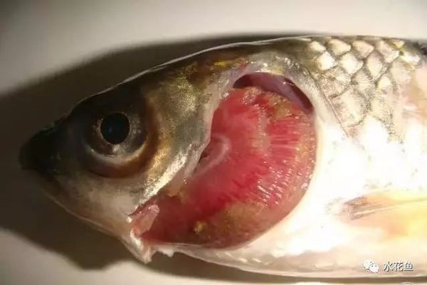龍魚身上起白點是怎么回事兒圖片視頻大全：龍魚身上起白點之謎，探尋背后的原因與應(yīng)對方法