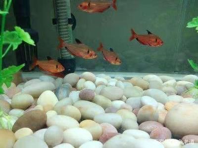 龍魚身上發紅怎么回事啊圖片：龍魚身上發紅之謎，探因與解決之道