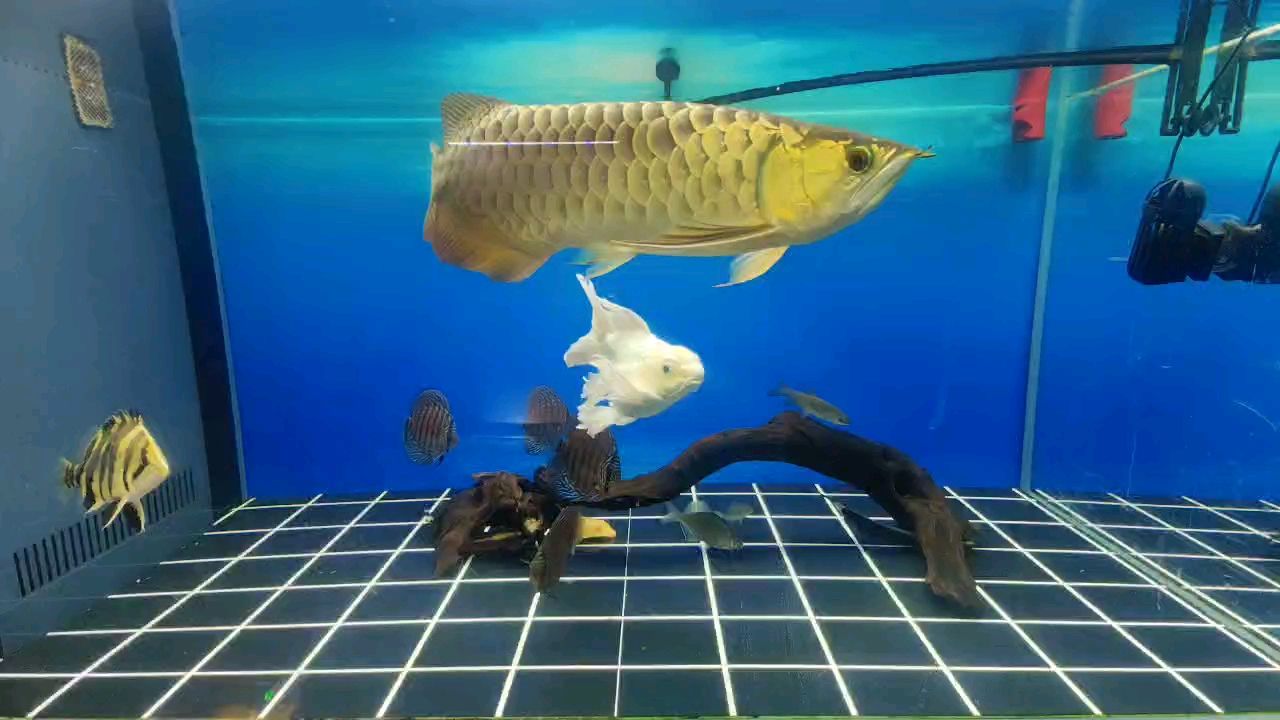 兩條小虎魚搶鏡了[ciya]