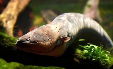 龍魚身上發紅是什么病：龍魚身上發紅，探尋背后的秘密與應對之策