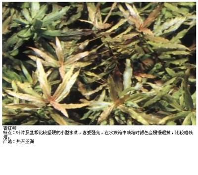 龍魚身上發(fā)黑怎么治療：龍魚身上發(fā)黑之應(yīng)對(duì)攻略，探秘與解決之道