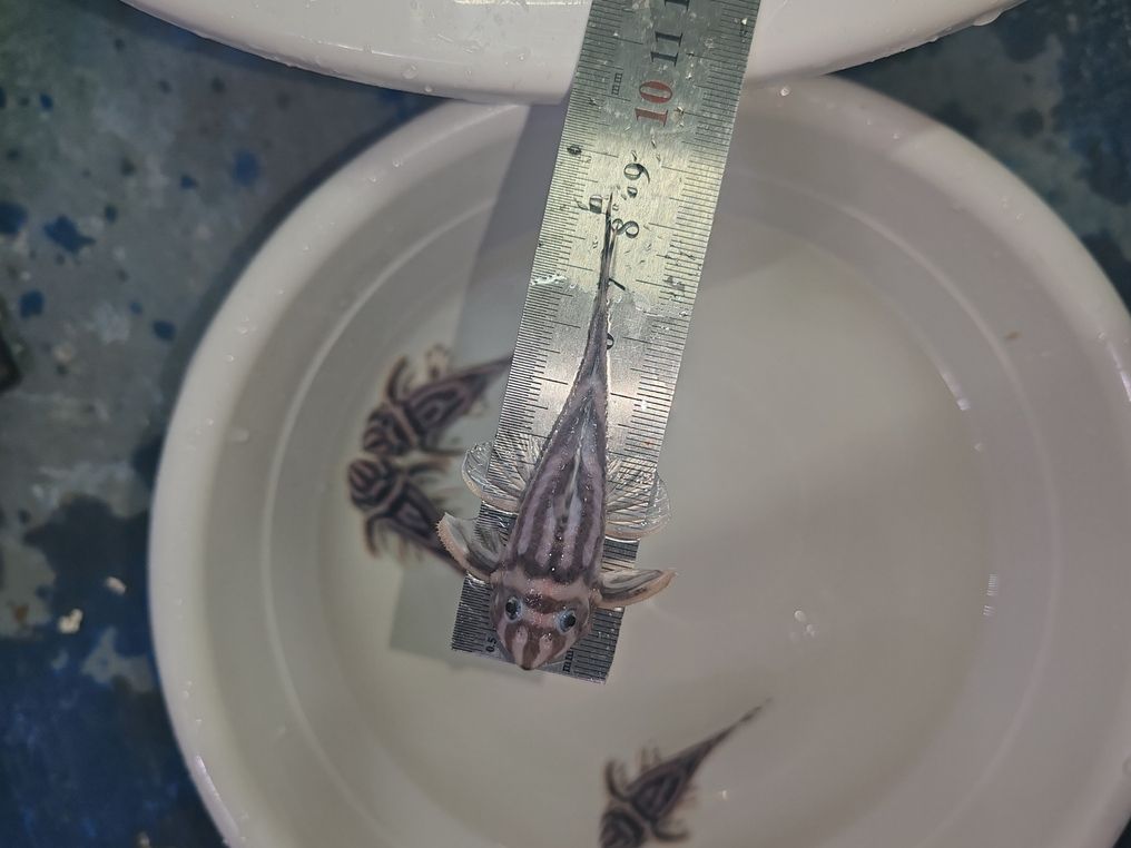 熊貓出售