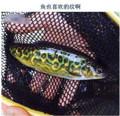 龍魚燒尾怎么辦視頻：龍魚燒尾怎么辦？全面解析與應對策略