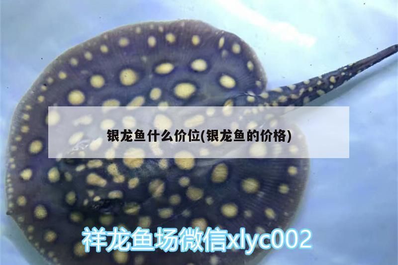 銀龍魚什么價(jià)位(銀龍魚的價(jià)格)