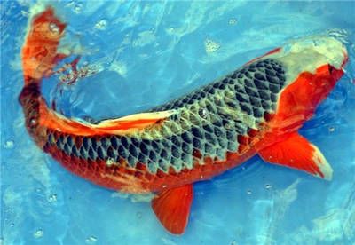龍魚入缸多長時間不進食正常呢：龍魚入缸后不進食，正常時長與應對策略全解析