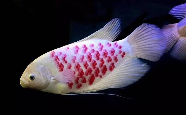 魚護士速倍妥為您的愛魚保駕護航