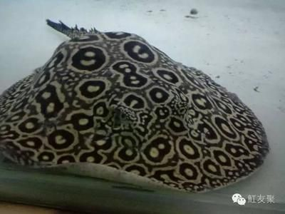 魟魚怎么看品相：判斷魟魚的品相需要綜合考慮其健康狀況、外觀特征