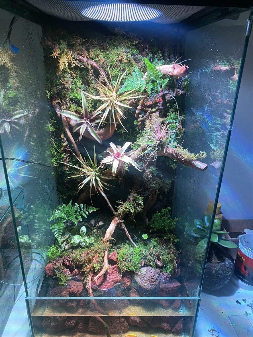 有無開封玩家一起交流交流 有無開封玩家一起交流交流 龍魚論壇 第1張