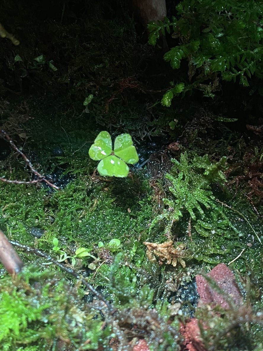 有無開封玩家一起交流交流 有無開封玩家一起交流交流 龍魚論壇 第2張