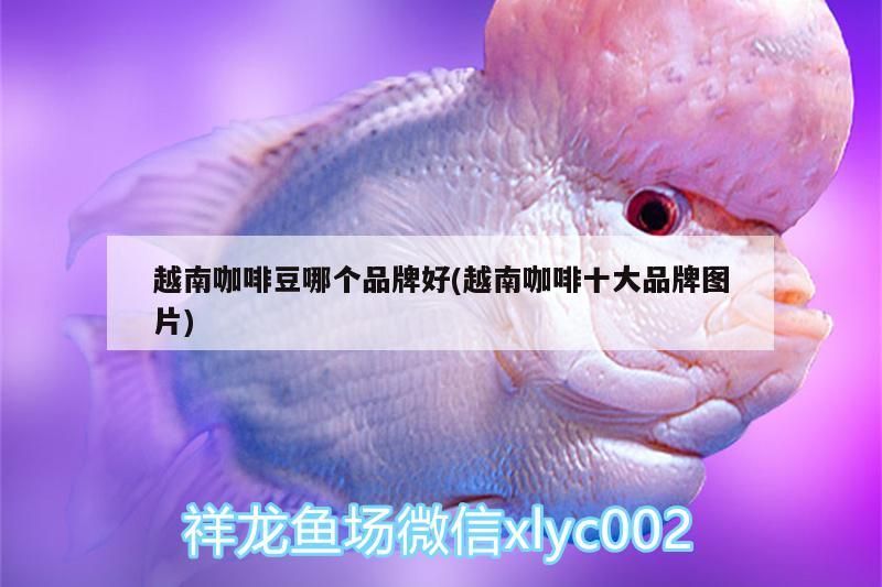 越南咖啡豆哪個(gè)品牌好(越南咖啡十大品牌圖片)