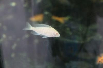 龍魚如何分辨雌雄圖片：龍魚性別之謎，探尋雌雄分辨的奧秘