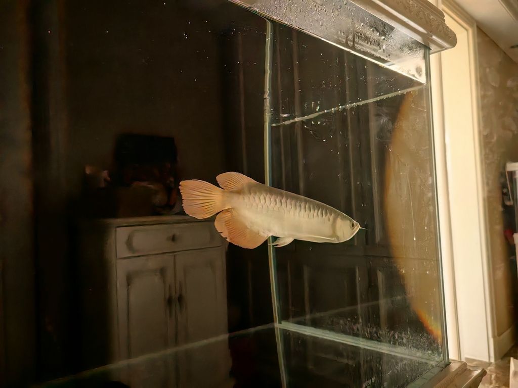 入缸了入缸了 入缸了入缸了 龍魚論壇 第2張