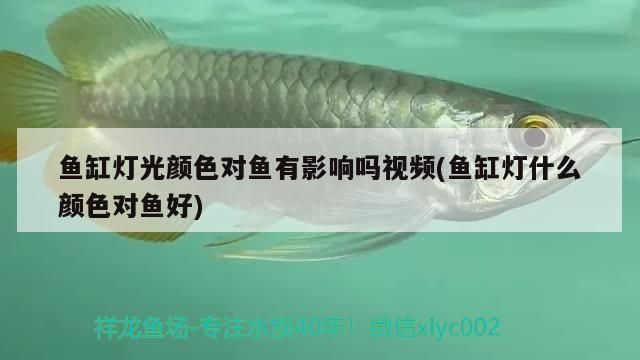 龍魚能群養嗎：龍魚群養，和諧共處還是爭斗風云？