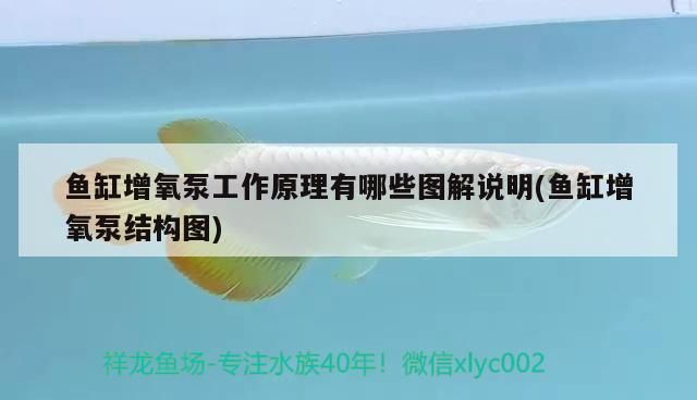 魚缸增氧泵工作原理有哪些圖解說明(魚缸增氧泵結構圖)