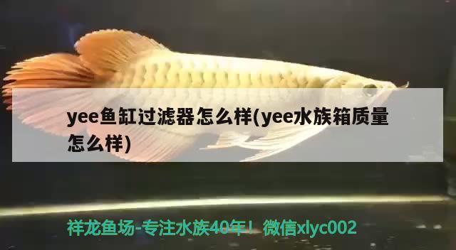 什么魚能和龍魚、虎魚混養(龍魚能和虎魚混養嗎) yee魚缸過濾器怎么樣(yee水族箱質量怎么樣) yee yee魚缸過濾器怎么樣(yee水族箱質量怎么樣) yee魚缸過濾器怎么樣(yee水族箱質量怎么樣) yee