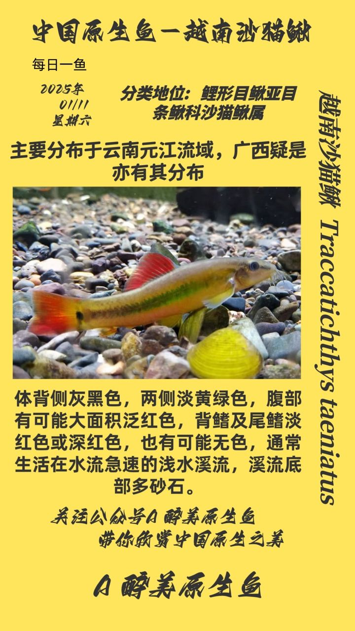 越南沙貓?chǎng)q