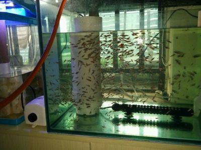 龍魚輕微蒙眼怎么處理好呢：龍魚輕微蒙眼的處理方法及預防措施
